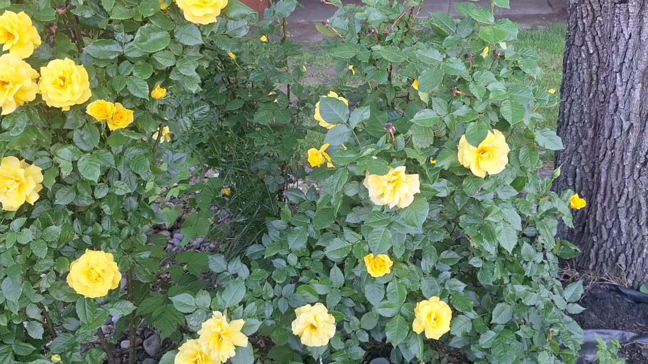 Beautiful yellow roses with an amazing scent