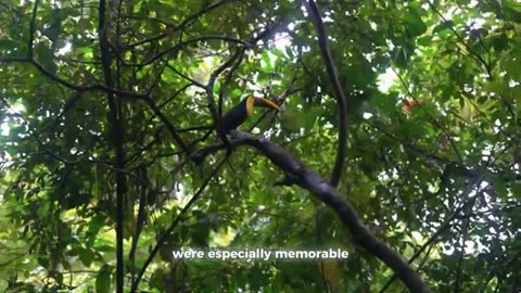 Uncover Costa Rica’s Untouched Wilderness: Wildlife Tours in the Osa Peninsula