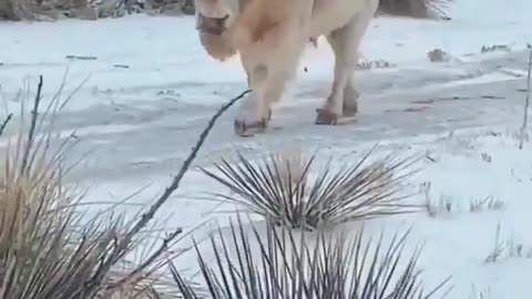 The Rare White Bison. It is one in ten million.
