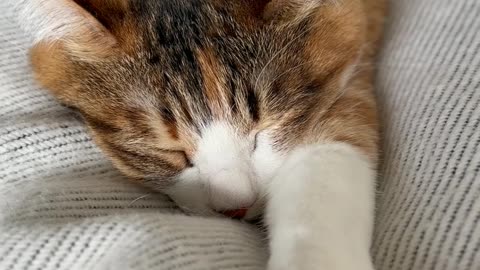 A cat sleeping on a bed #cat #animals