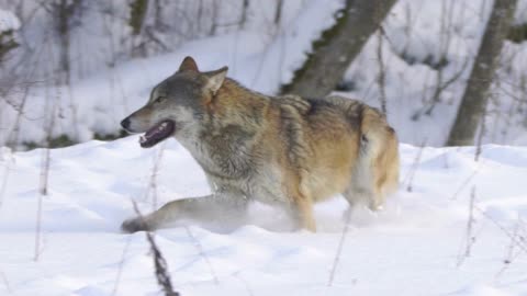 This isn’t an EA. It’s the Leader of the pack. #risewolves #aitrading #automatedtrading #alpha