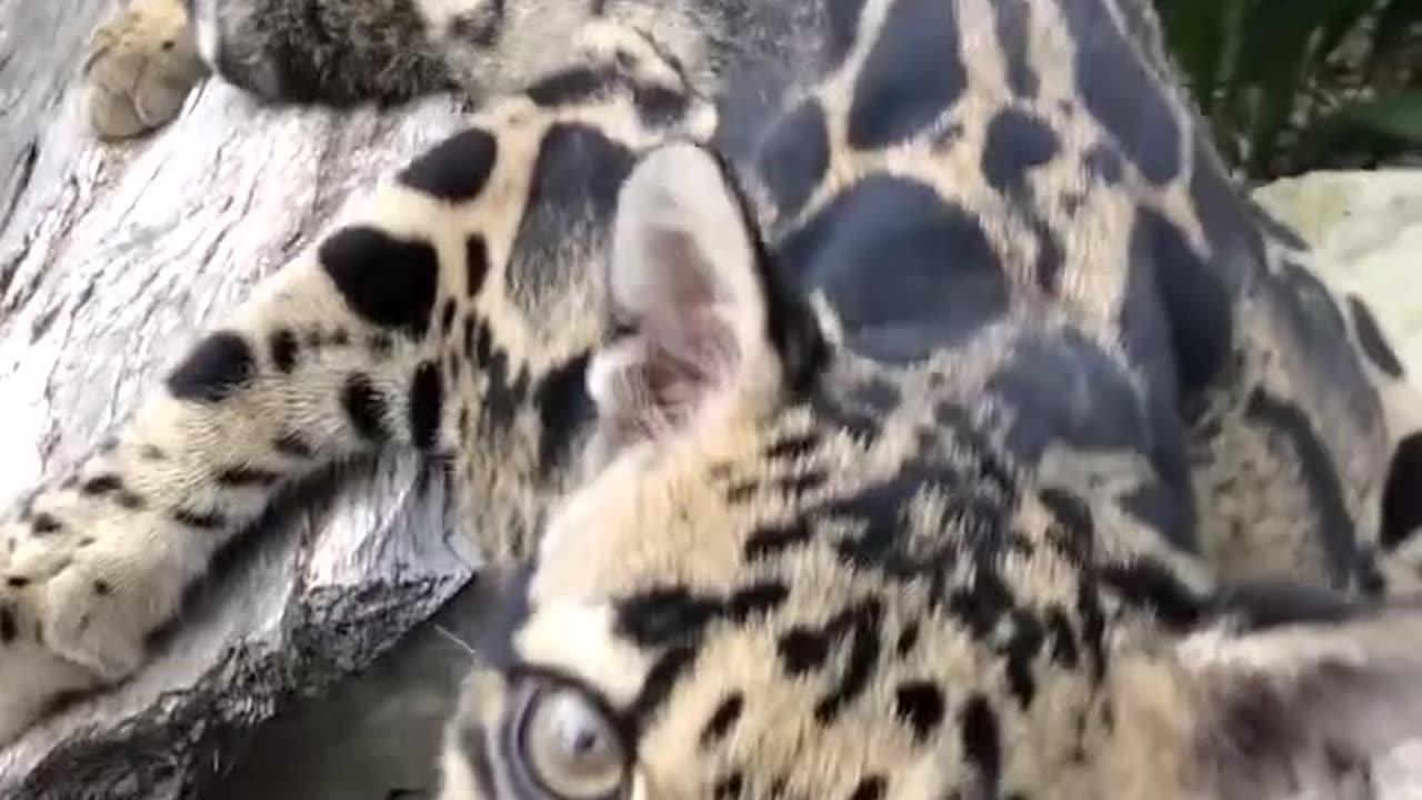 The Most Beautiful Wild Cat? Clouded Leopard! 😍🐾#shorts