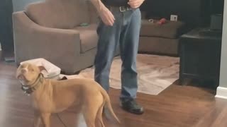 George Graduate short 5