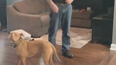 George Graduate short 5
