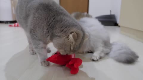 A fight between two kittens over a kicking toy gets too intense_