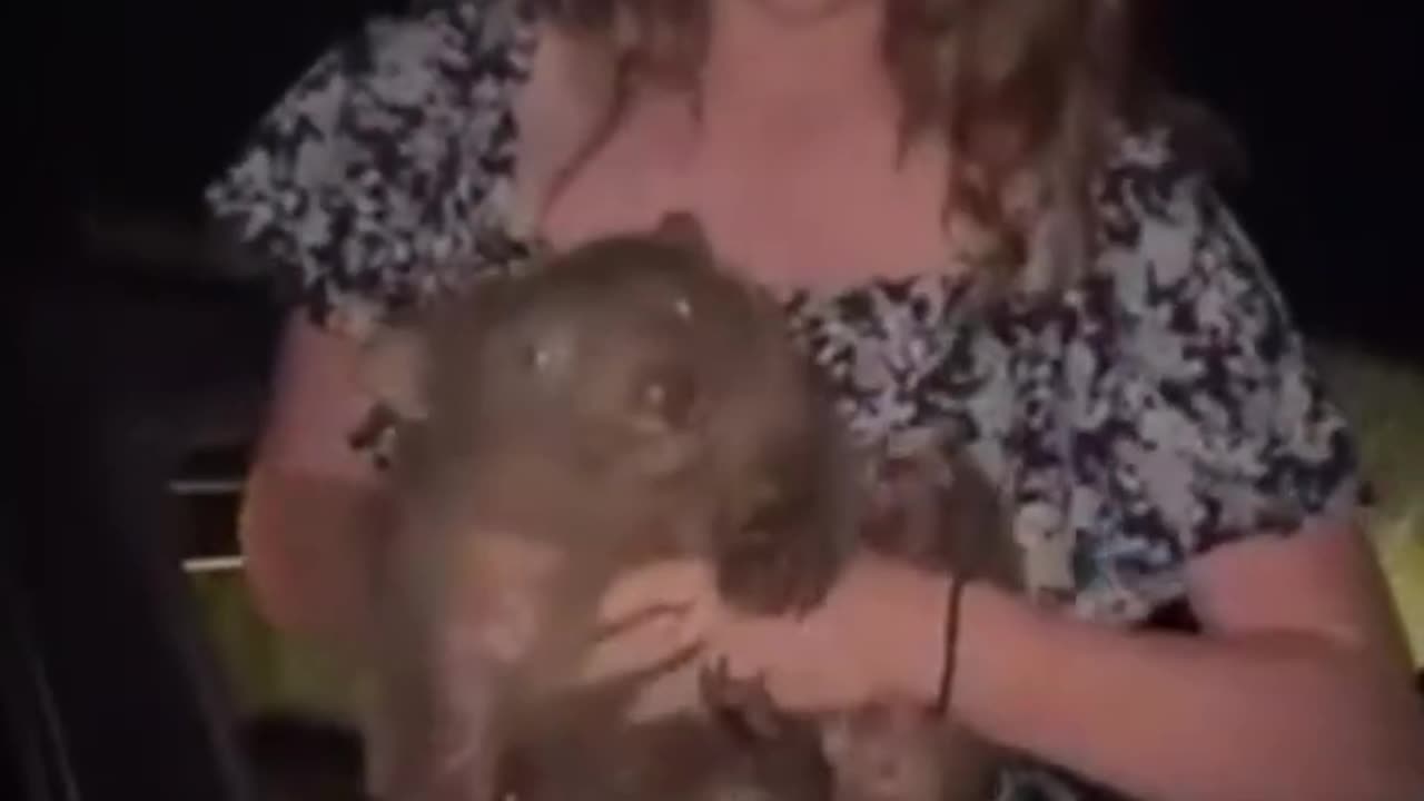 Australian PM Anthony Albanese hits out at baby wombat-snatching US influencer