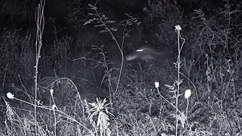 TOP 5 SCARIEST EXTINCT ANIMALS EVER CAUGHT ON CAMERA 🤔😨