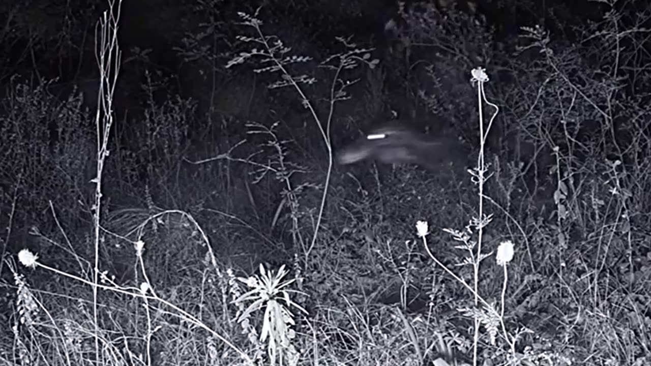 TOP 5 SCARIEST EXTINCT ANIMALS EVER CAUGHT ON CAMERA 🤔😨