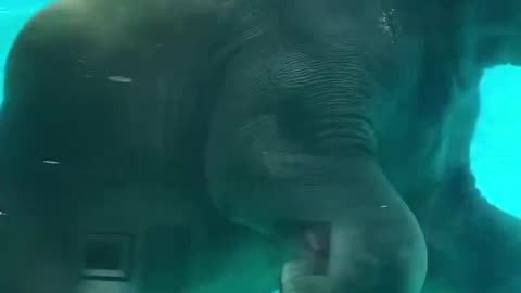 What Elephants Do on Vacation: Underwater Adventures!