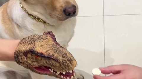 Dogs comedy Videos 🤣 so cute videos 😍 funny videos 🤣