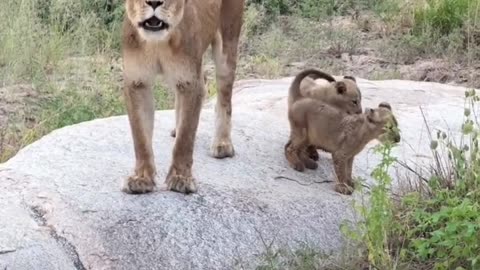 lion cub 🦁⭐