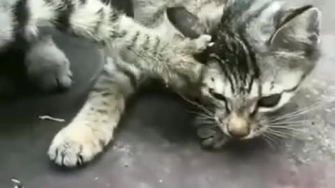 Funny Pets • Animales Divertidos