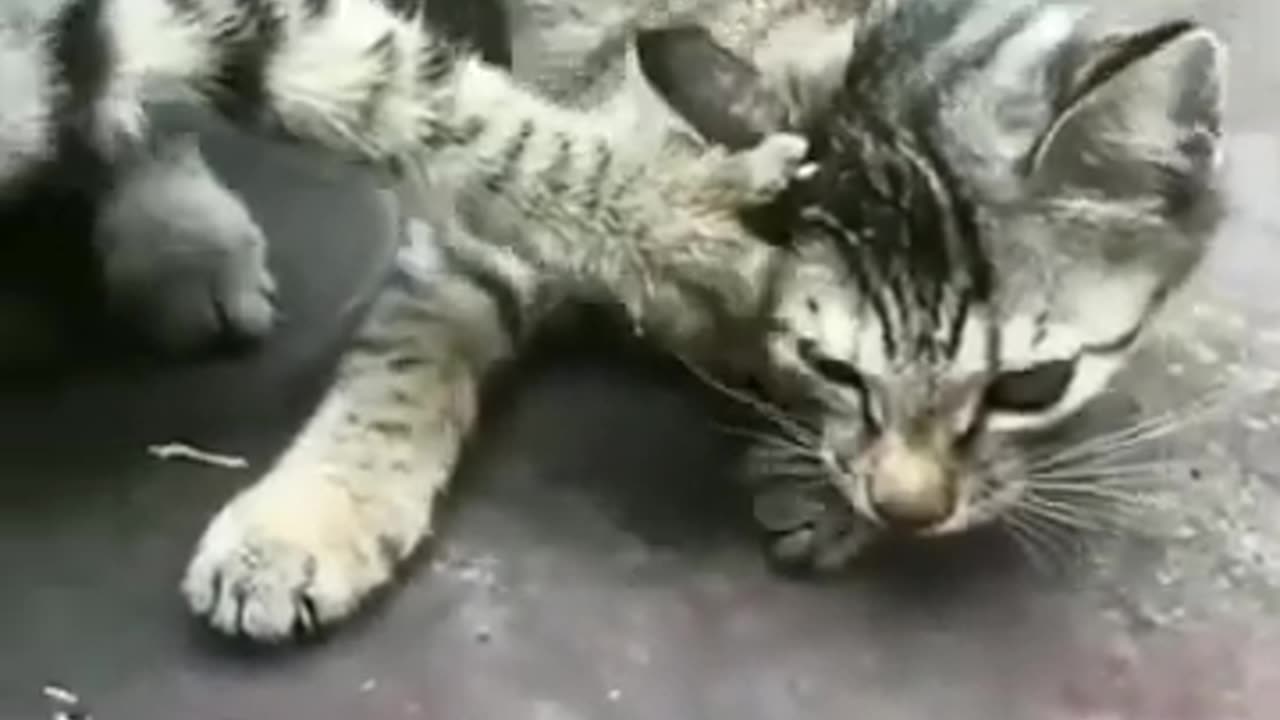 Funny Pets • Animales Divertidos