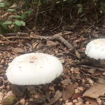Wild plants in summer
