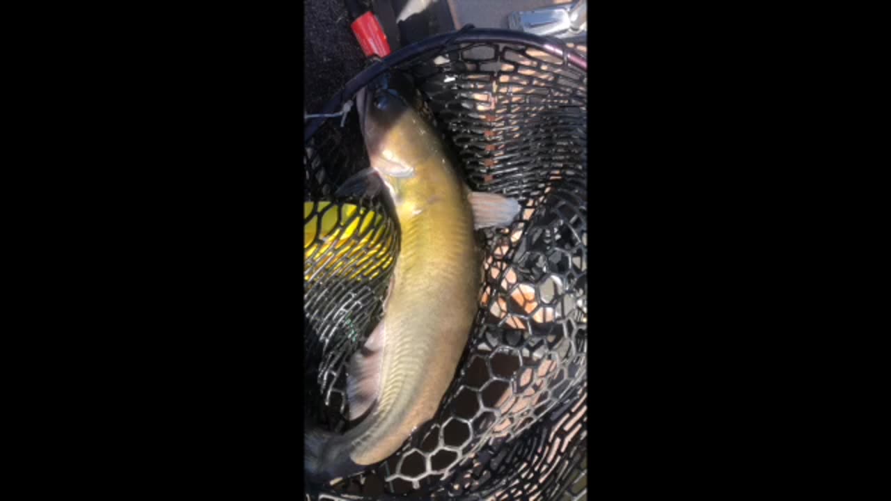 Its not a noodle, its not a jug, its a catfish float