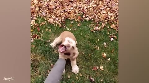Animals are best friend