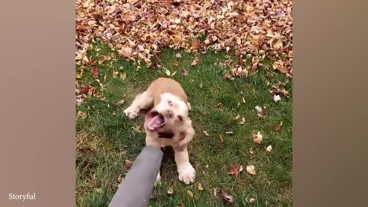 Animals are best friend