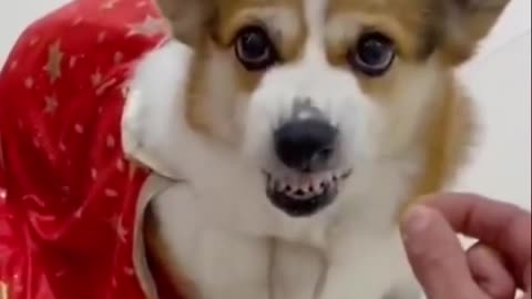 Funny animal clip part 1