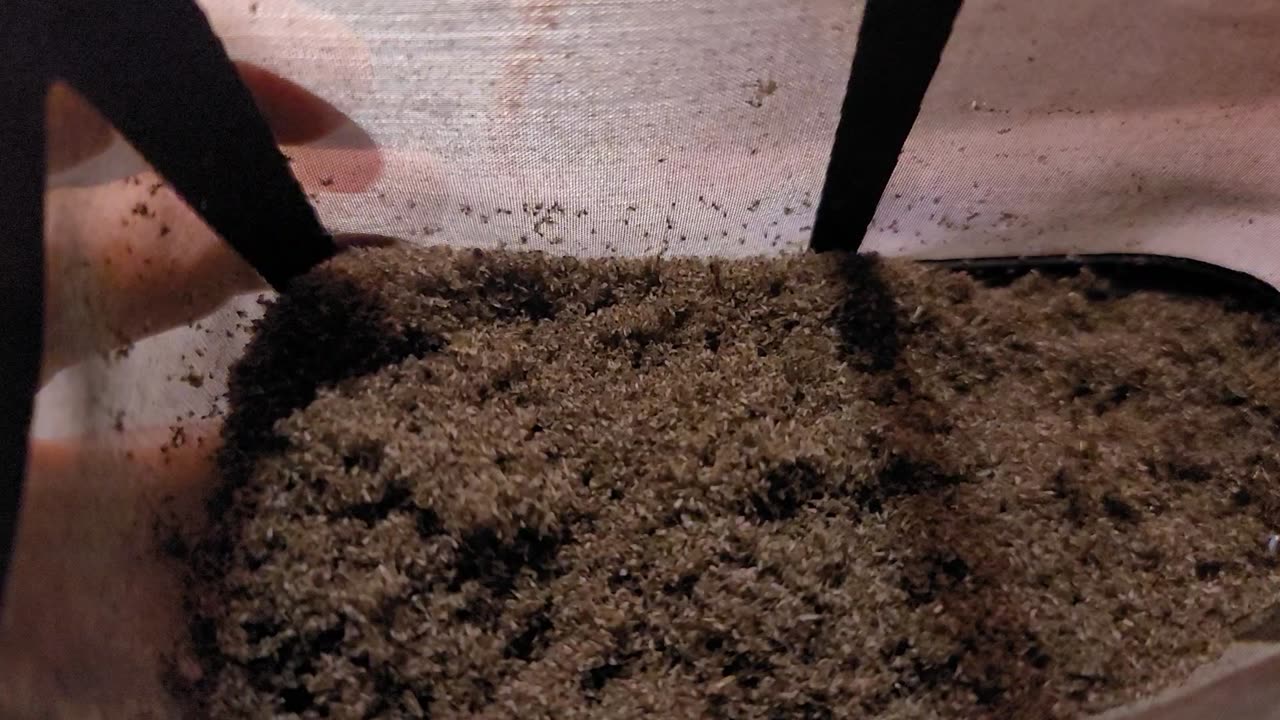 Mosquito Magnet.