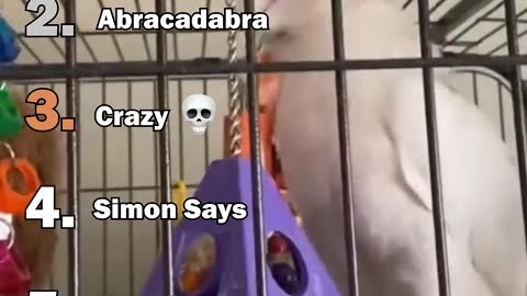 Funny Animal Moments That Will Make Your Day!