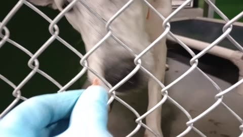 Rugger 10mo Pet Id 949295 kennel 33 HSSAZ shelter as I go by he barked@me but just excited2025111465