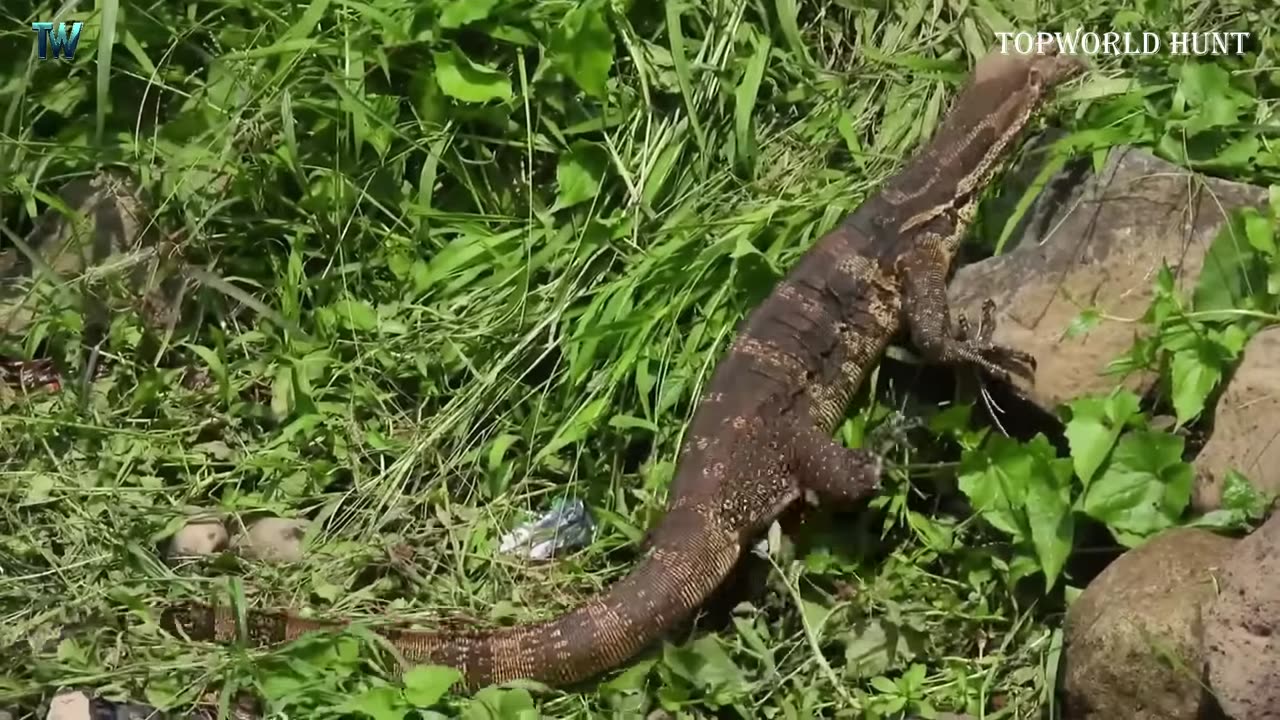 How Do American Hunters And Farmers Deal With Million Of Komodo Dragon And Invasive Species By Guns.