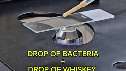Whiskey Vs Bacteria