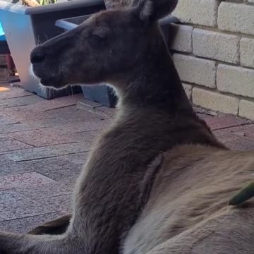 Kangaroo diaries in Australia 🇦🇺