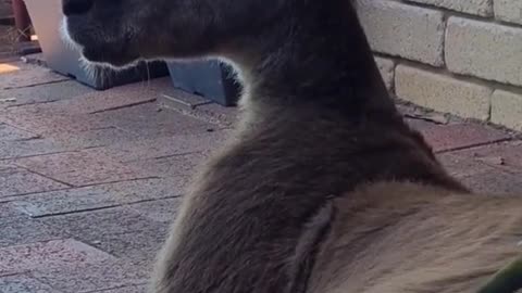 Kangaroo diaries in Australia 🇦🇺