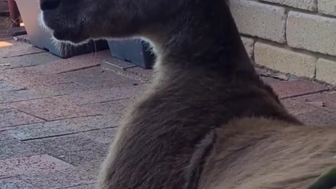 Kangaroo diaries in Australia 🇦🇺