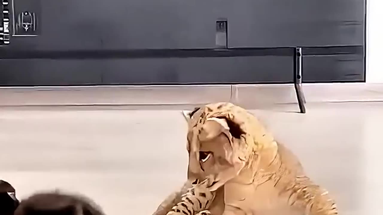 cute animal
