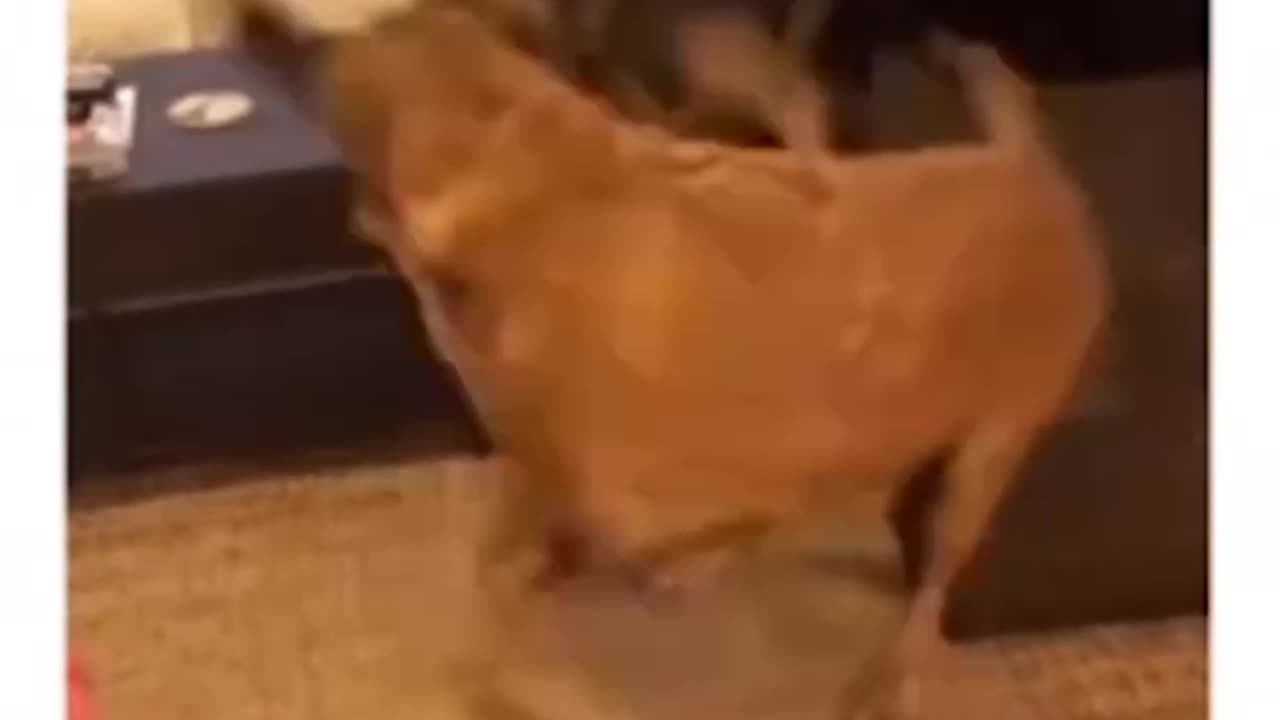 funny fury friends
