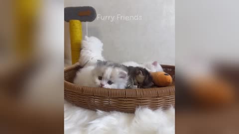 Funny Animals