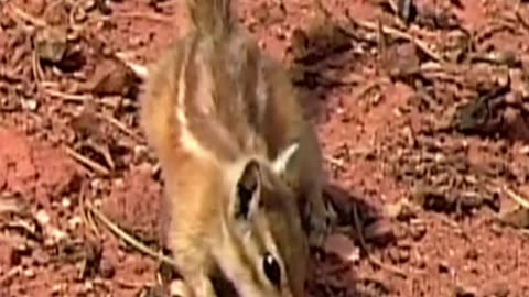 squirrel