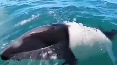 🤯✨ Witness Rare Panda Dolphins Off Argentina's Coast! | FeedMyCuriosity