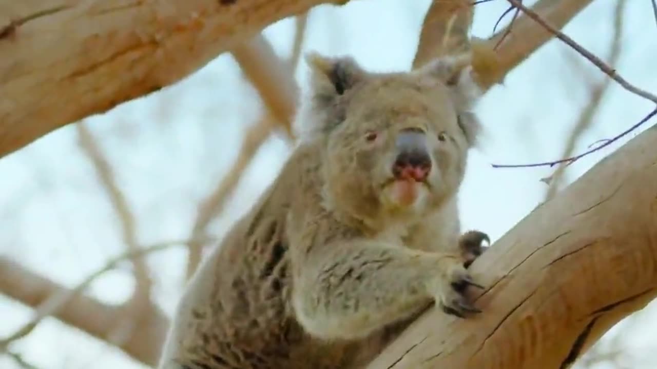 Doing nothing, being unable to do anything, animals behave strangely!