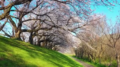 Healing Music for Heart and Blood Vessels 🌿 Calming Melodies to Restore Your Nervous System