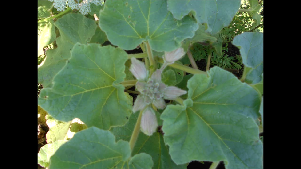 Elephant Tusks Unicorn Plant July 2022
