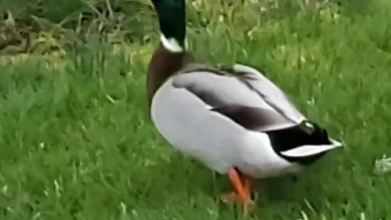 Moving too fast to understand the duck.