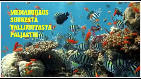 Mediahuijaus Suuresta Valliriutasta paljastui