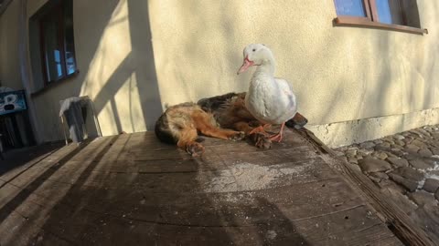 German Shepherd and Duck Rest Together in the Sun