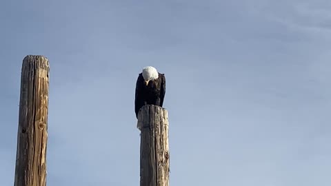 Bald Eagle watching