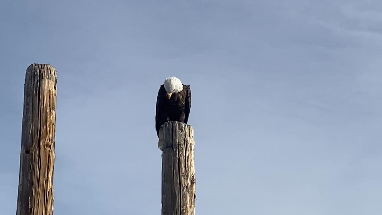 Bald Eagle watching