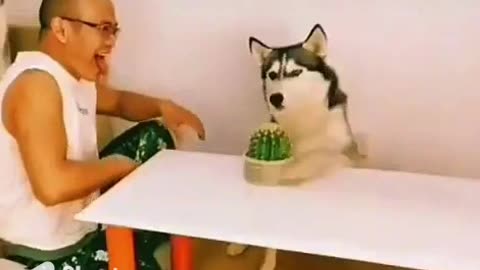 Intelligent dog retaliate