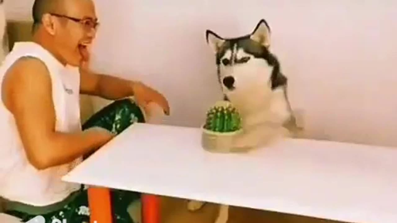 Intelligent dog retaliate