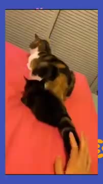 Funny and cute animals