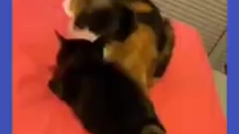 Funny and cute animals