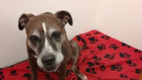 Astrid 8y A841285@TRN needs 2 be adopted Seems more willing 2 try my food as our bond grows202597582