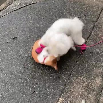 The Absolute FUNNIEST Pets Of The Week 😹