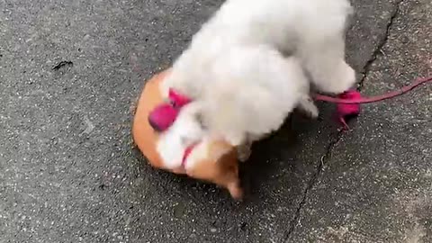 The Absolute FUNNIEST Pets Of The Week 😹